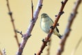 Western Bonelli`s Warbler phylloscopus bonelli perched on a branch Royalty Free Stock Photo