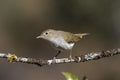 Western Bonelli warbler Phylloscopus bonelli perched on a branch. Spain Royalty Free Stock Photo