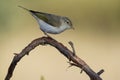 Western Bonelli warbler Phylloscopus bonelli perched on a branch. Royalty Free Stock Photo