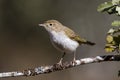 Western Bonelli warbler Phylloscopus bonelli perched on a branch. Royalty Free Stock Photo