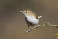 Western Bonelli warbler Phylloscopus bonelli perched on a branch. Royalty Free Stock Photo