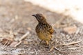 Western bowerbird on the ground Royalty Free Stock Photo