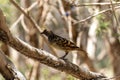 Western bowerbird perched on tree Royalty Free Stock Photo
