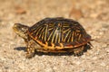 Western Box Turtle (Terrapene ornata) Royalty Free Stock Photo