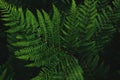 Western brackenfern, common bracken fern plant as abstract nature background Royalty Free Stock Photo