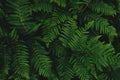 Western brackenfern, common bracken fern plant as abstract nature background Royalty Free Stock Photo