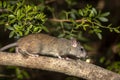 Western broad-toothed field mouse Royalty Free Stock Photo