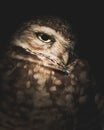 Western Burrowing Owl in the Dark - Close Up Portrait on Black Background with Copy Space Royalty Free Stock Photo