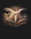 Photo of Western Burrowing Owl in the Night - Close Up Portrait on Black Background with Copy Space