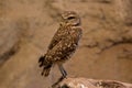 Western burrowing owl