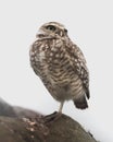 Western Burrowing Owl Standing on a Rock - Portrait on White Background