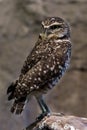 Western Burrowing Owl