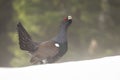 Western capercaillie lekking on snowy meadow in winter