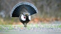 Western Capercaillie