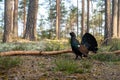 The western capercaillie (Tetrao urogallus), also known as the Eurasian capercaillie. Royalty Free Stock Photo