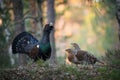 The Western Capercaillie, Tetrao urogallus Royalty Free Stock Photo
