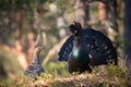 The Western Capercaillie, Tetrao urogallus Royalty Free Stock Photo