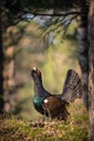 The Western Capercaillie, Tetrao urogallus