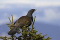 Western Capercaillie - Tetrao urogallus, Ceahlau Mountains. Royalty Free Stock Photo