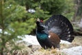 Western Capercaillie - Tetrao urogallus Royalty Free Stock Photo