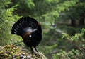 Western Capercaillie (Tetrao urogallus) Royalty Free Stock Photo