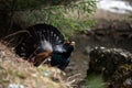 Western Capercaillie (Tetrao urogallus) Royalty Free Stock Photo