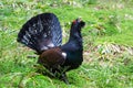 Western capercaillie, tetrao urogallus, male displaying with open tail feathers in spring forest. Amazing wood grouse lekking in