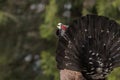 Western Capercaillie (Tetrao urogallus) in mating