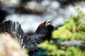 Western Capercaillie (Tetrao urogallus) in mating Royalty Free Stock Photo