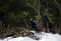 Western Capercaillie (Tetrao urogallus) Royalty Free Stock Photo