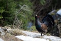 Western Capercaillie (Tetrao urogallus) Royalty Free Stock Photo