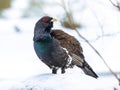 Western capercaillie wood grouse looking