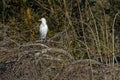 Western Cattle Egret Bubulcus Ibis in the brambles