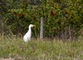 A Western Cattle Egret (Bubulcus ibis) near Lake Tohopekaliga in Florida Royalty Free Stock Photo