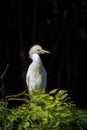 Western cattle egret, Bubulcus ibis, perching in a tree Royalty Free Stock Photo