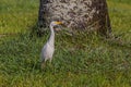 White egyptian heron Bubulcus ibis stands on the grass near a tree and carefully looks away