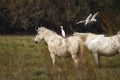 A Western Cattle Egret standing on a white Camargue horse Royalty Free Stock Photo