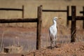 Western Cattle Egret, Bubulcus ibis, Veereier, Reier Royalty Free Stock Photo