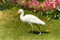 Western Cattle Egret walks on a green grass