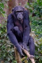 Western Chimpanzee in Sierra Leone Royalty Free Stock Photo