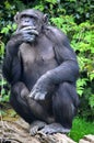 Western Chimpanzee at Chester Zoo UK