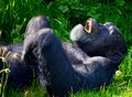 Western Chimpanzee at Chester Zoo UK