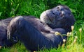 Western Chimpanzee at Chester Zoo UK