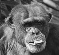 Western Chimpanzee at Chester Zoo UK