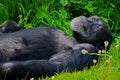 Western Chimpanzee at Chester Zoo UK