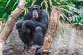 Western chimpanzee Royalty Free Stock Photo