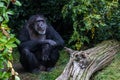 Western Chimpanzee in a secluded corner