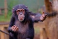 Western Chimpanzee in Sierra Leone Royalty Free Stock Photo