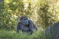 Western chimpanzee, West African chimpanzee. Portrait of adult chimpanzee in the grass. Animals in natur reserve