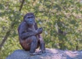 Western chimpanzee, West African chimpanzee. Portrait of sitting adult chimpanzee. Animals in natur reserve